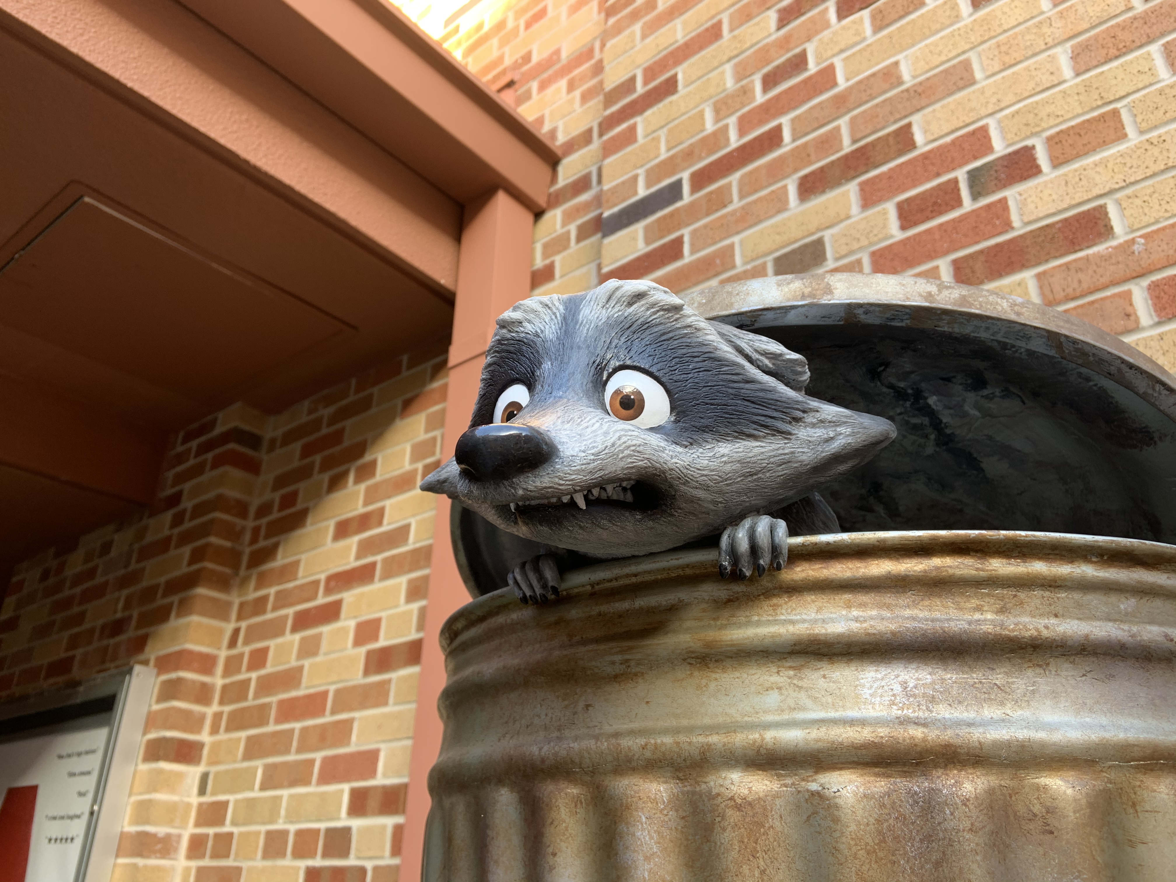 Raccoon 1/18/20