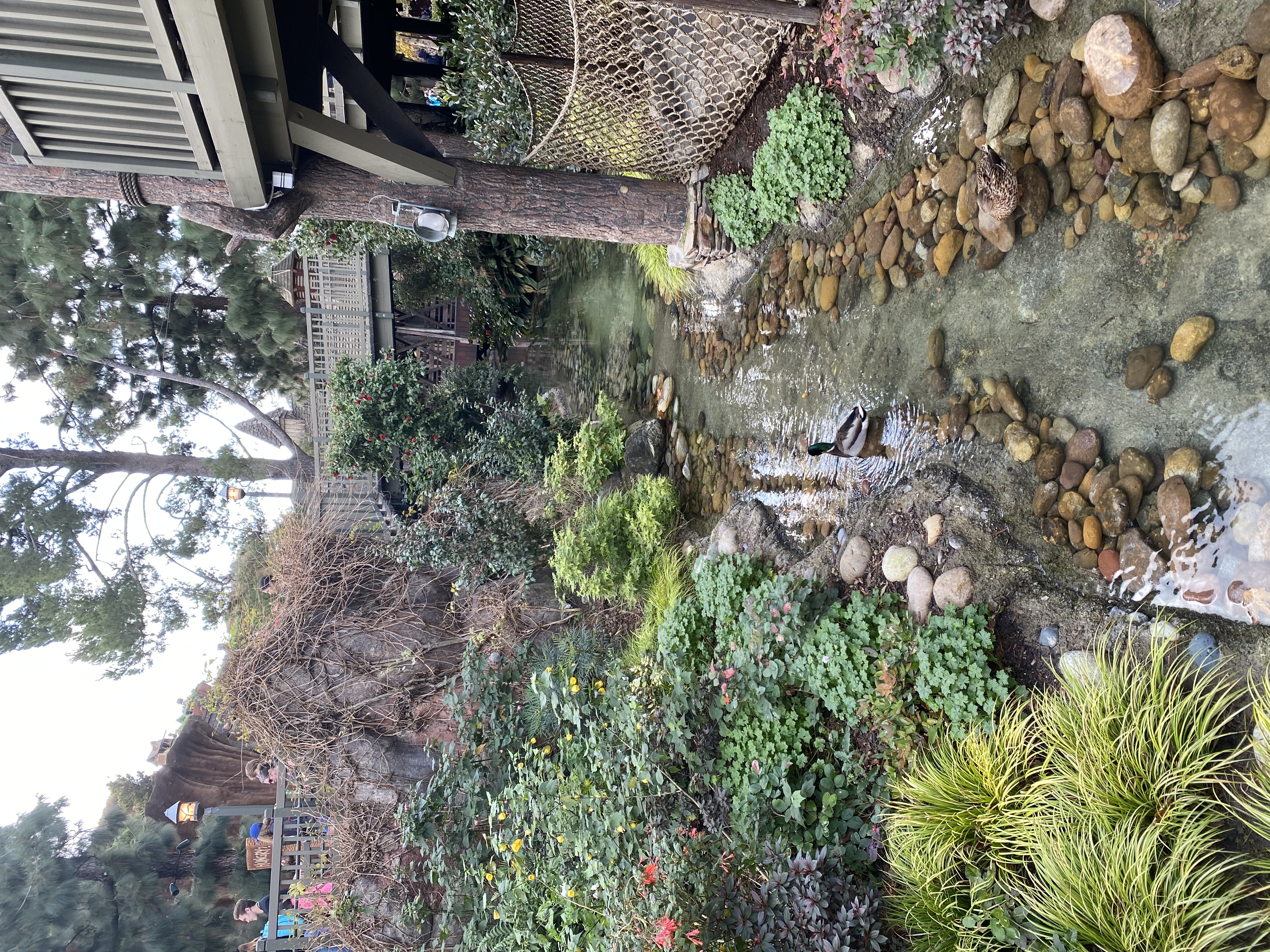 critter country
