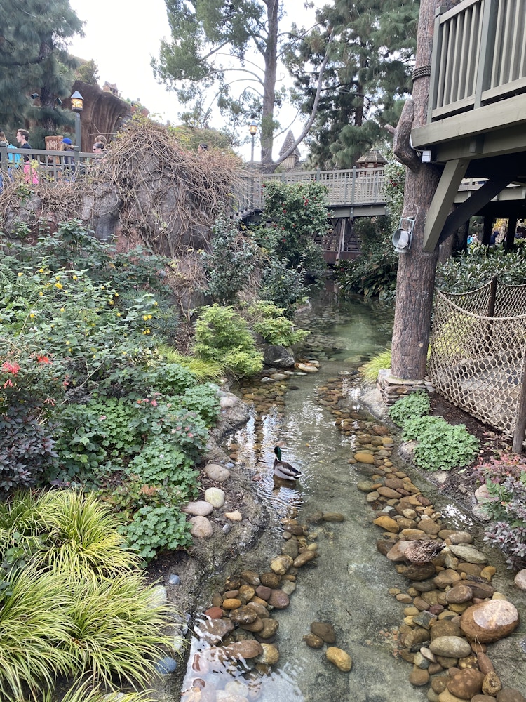 critter country