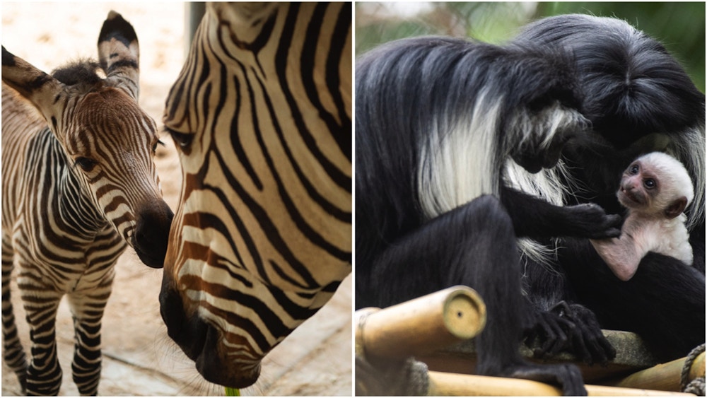 new baby animals zebra colobus monkey disneys animal kingdom 1.jpg?auto=compress%2Cformat&fit=scale&h=563&ixlib=php 1.2