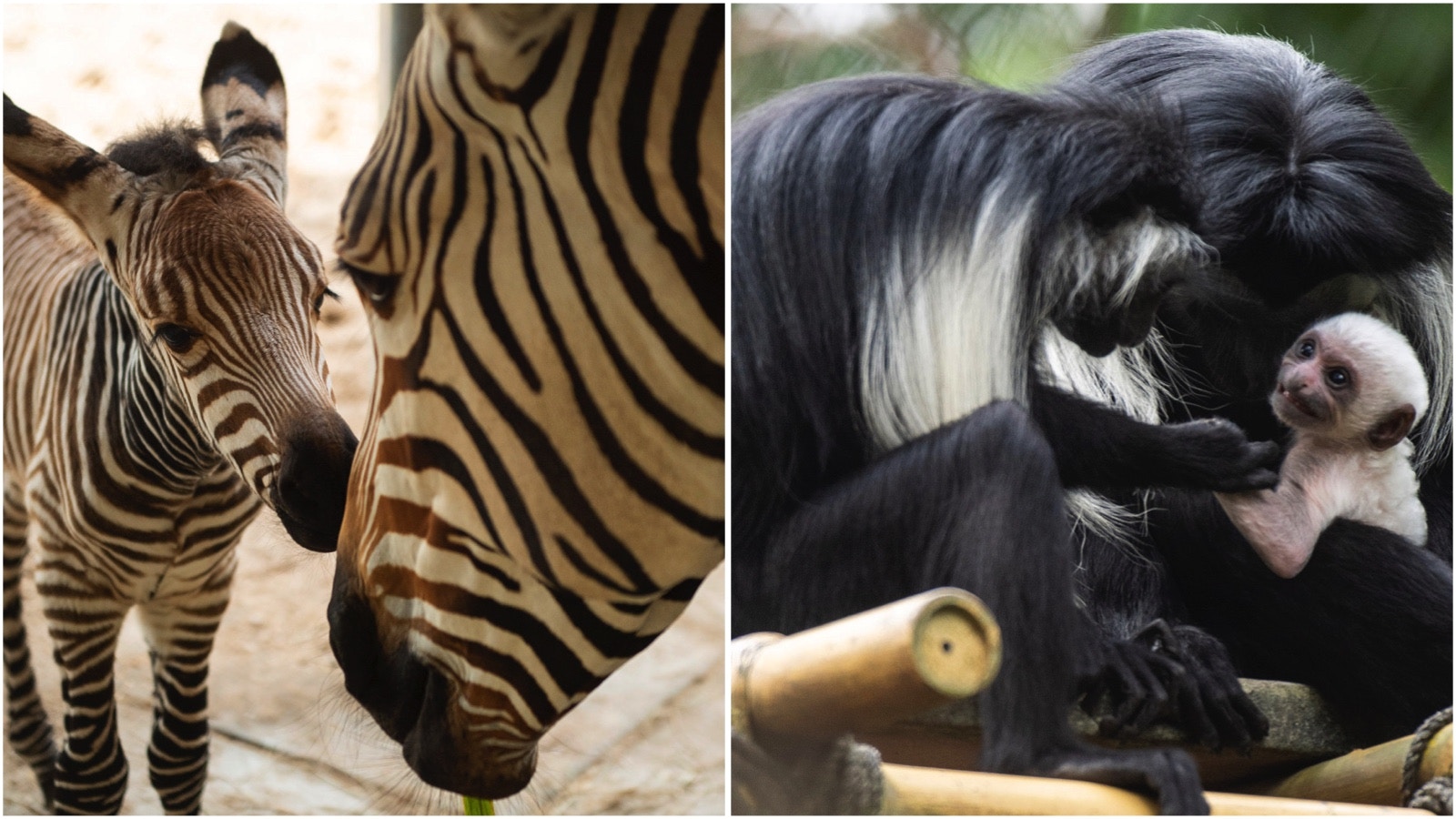 new baby animals zebra colobus monkey disneys animal kingdom 1.jpg?auto=compress%2Cformat&ixlib=php 1.2