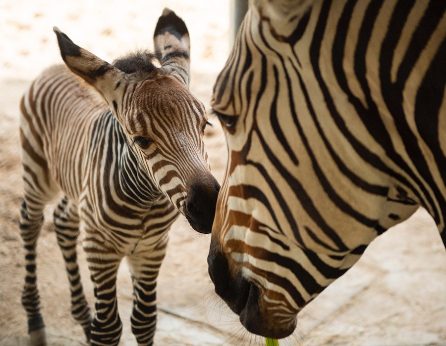 new baby animals zebra colobus monkey disneys animal kingdom 2.jpg?auto=compress%2Cformat&ixlib=php 1.2