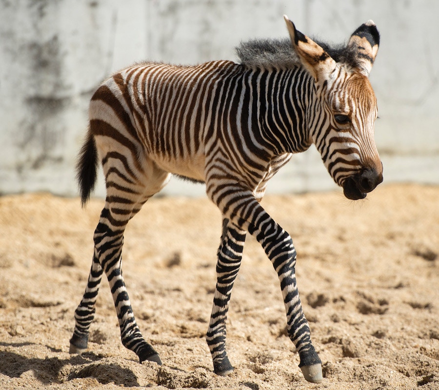 new baby animals zebra colobus monkey disneys animal kingdom 3.jpg?auto=compress%2Cformat&ixlib=php 1.2