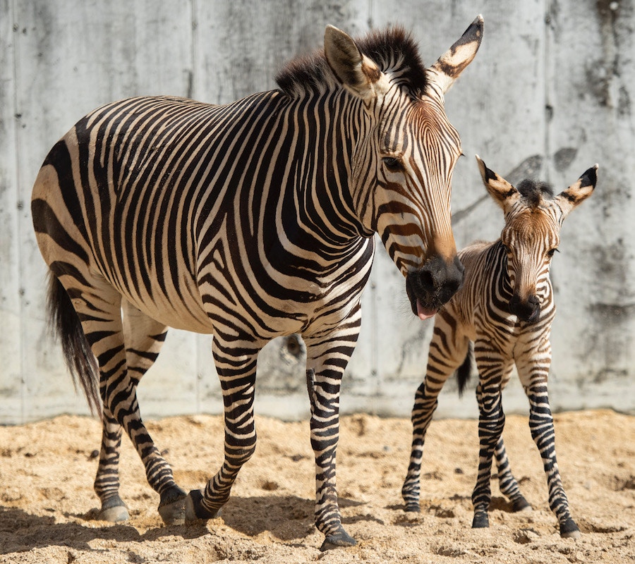 new baby animals zebra colobus monkey disneys animal kingdom 4.jpg?auto=compress%2Cformat&ixlib=php 1.2