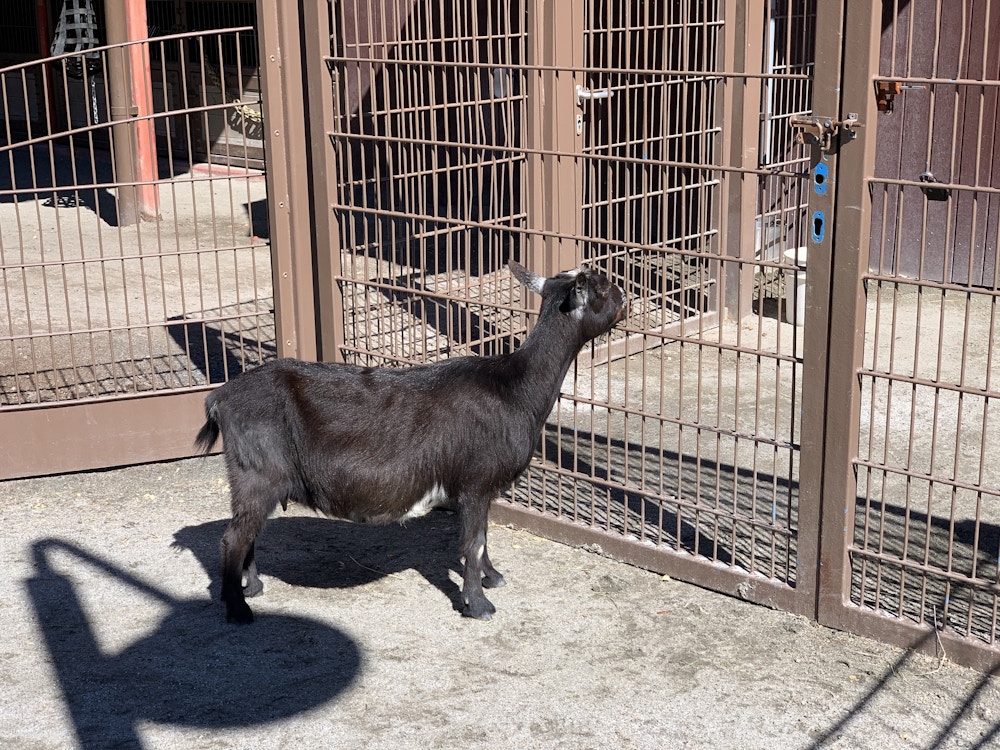 13 022720 DAK Cutie Chewing Fence.jpeg?auto=compress%2Cformat&fit=scale&h=750&ixlib=php 1.2