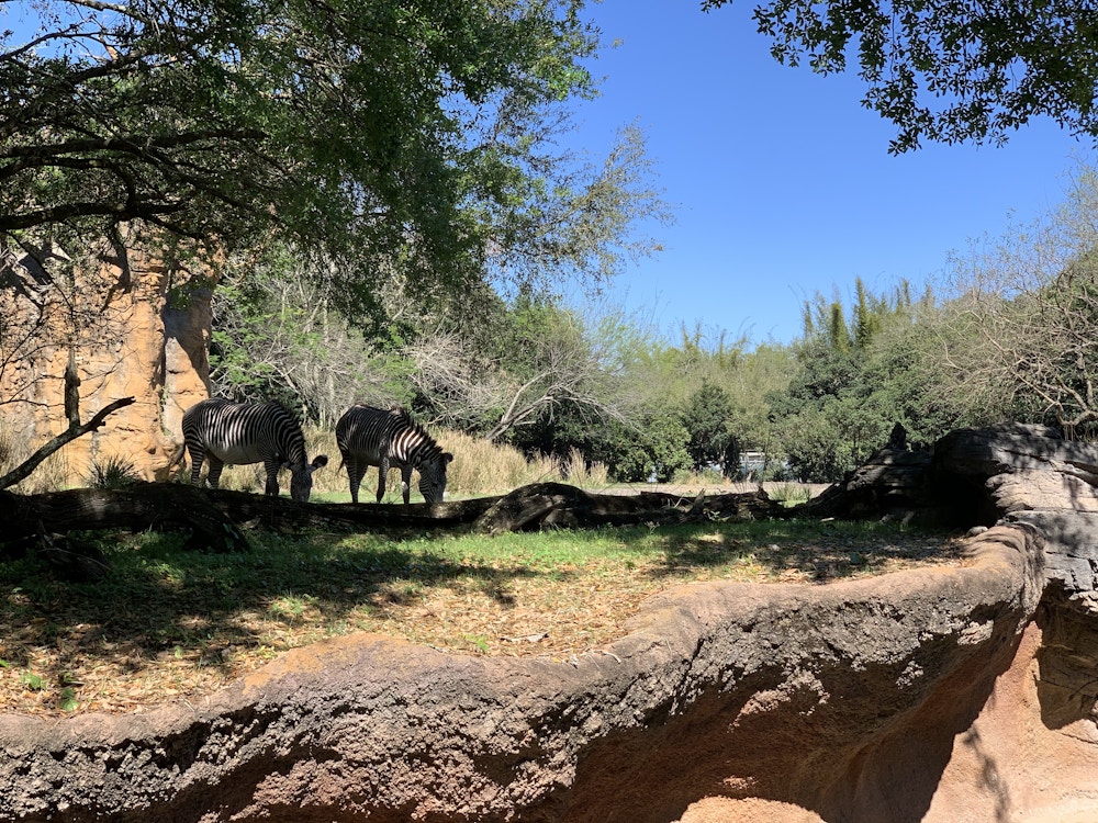 15 022720 DAK Zebras Enjoying the Shade.jpeg?auto=compress%2Cformat&fit=scale&h=750&ixlib=php 1.2