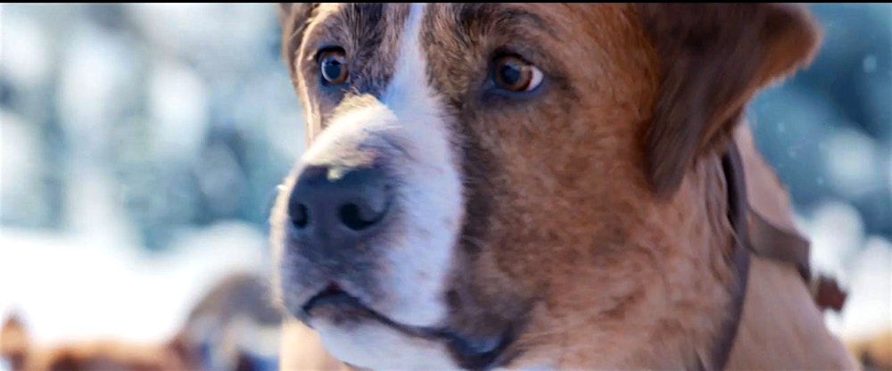 Video Buck Takes On An Avalanche In This New Clip From The Call Of The Wild Wdw News Today