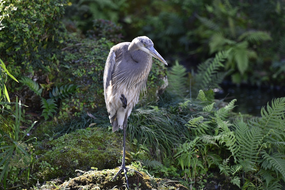 EPCOT Photo Report 2 3 20 Heron Side.JPG?auto=compress%2Cformat&fit=scale&h=667&ixlib=php 1.2