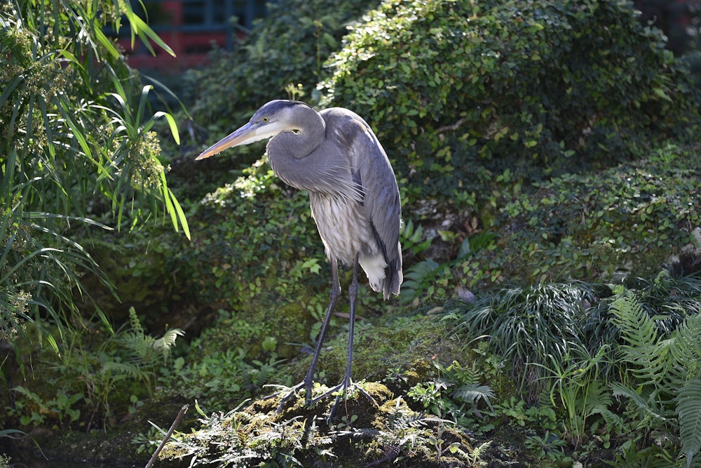 EPCOT Photo Report 2 3 20 Heron.JPG?auto=compress%2Cformat&fit=scale&h=667&ixlib=php 1.2