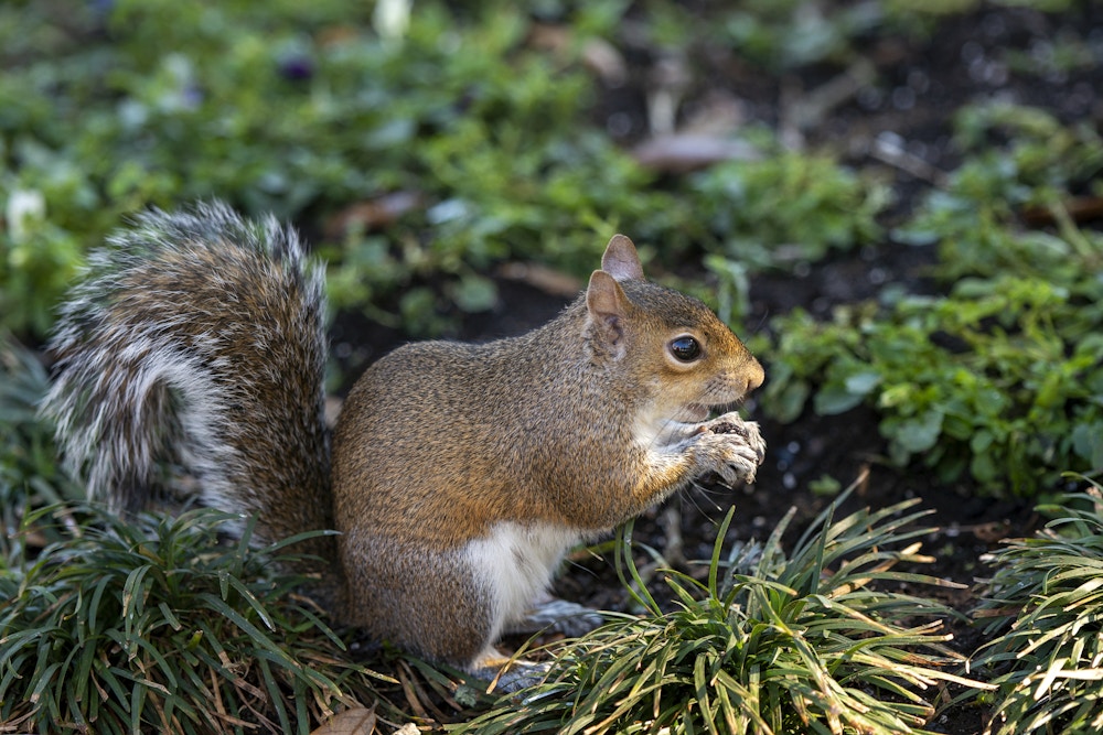 EPCOT Photo Report 2 3 20 Squirrel Close up.jpg?auto=compress%2Cformat&fit=scale&h=667&ixlib=php 1.2