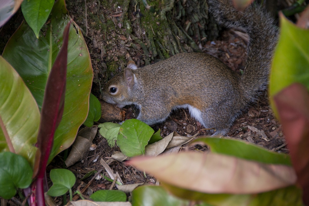 EPCOT Photo Report 2 4 20 Squirrel.jpg?auto=compress%2Cformat&fit=scale&h=667&ixlib=php 1.2