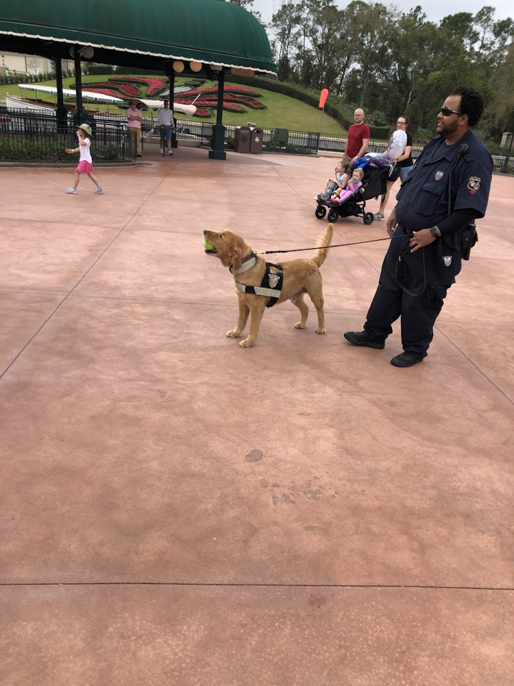 EPCOT Photo Report 2 6 20 goodest boy.jpg?auto=compress%2Cformat&fit=scale&h=1000&ixlib=php 1.2