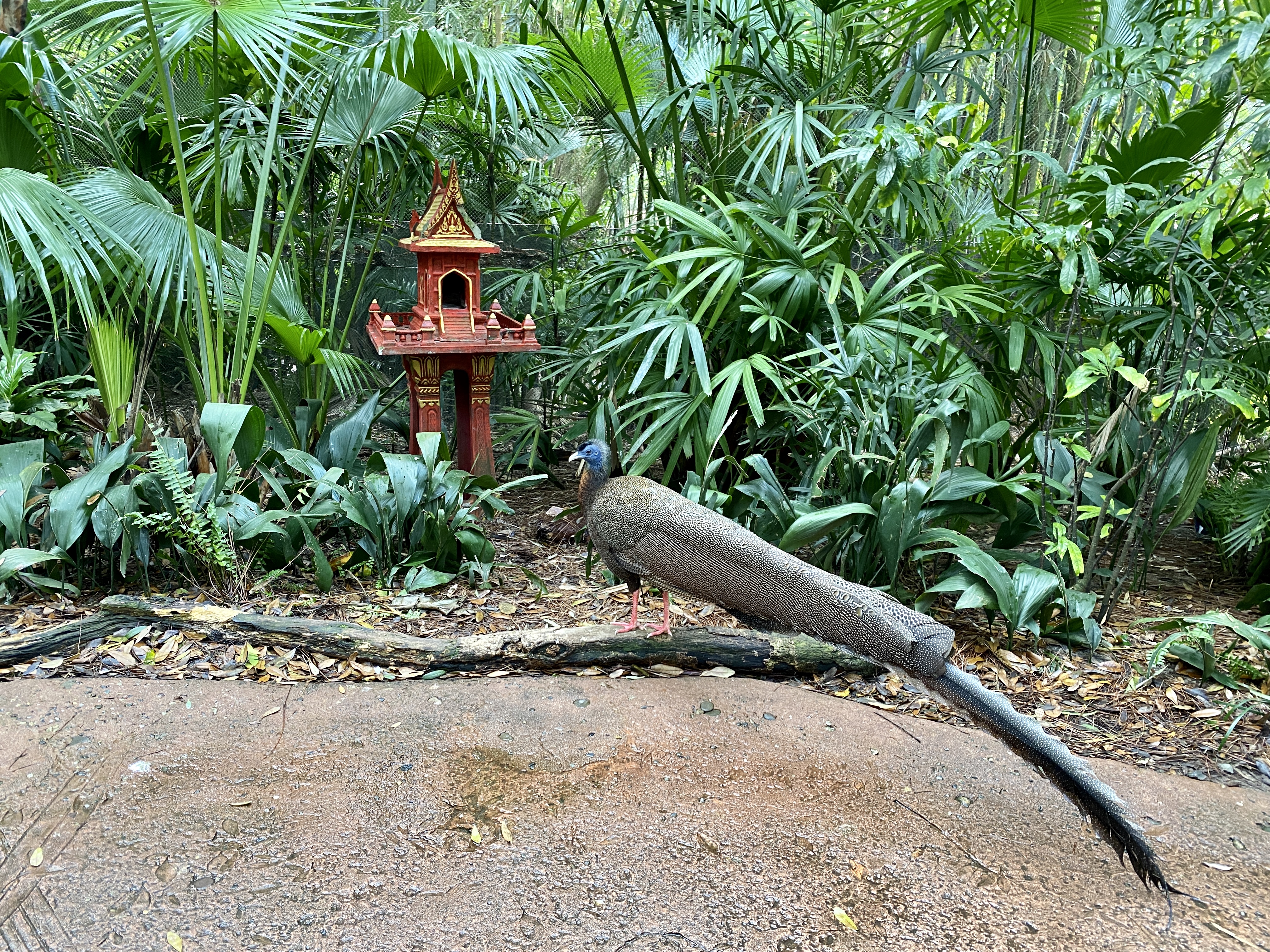 Jungle trek bird