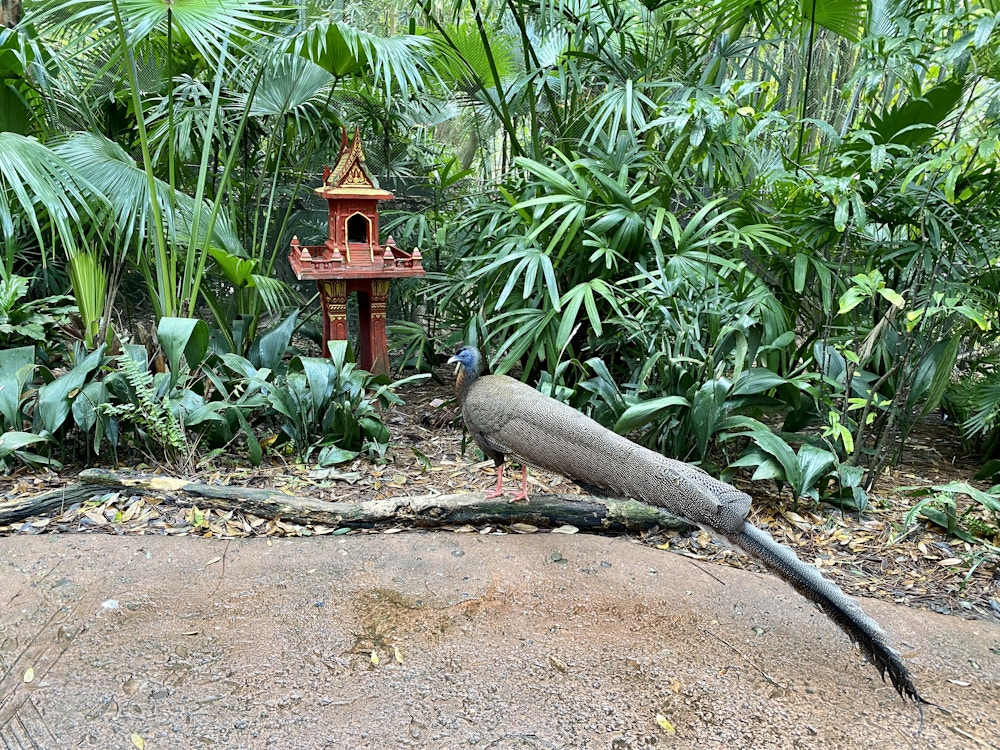 Jungle trek bird