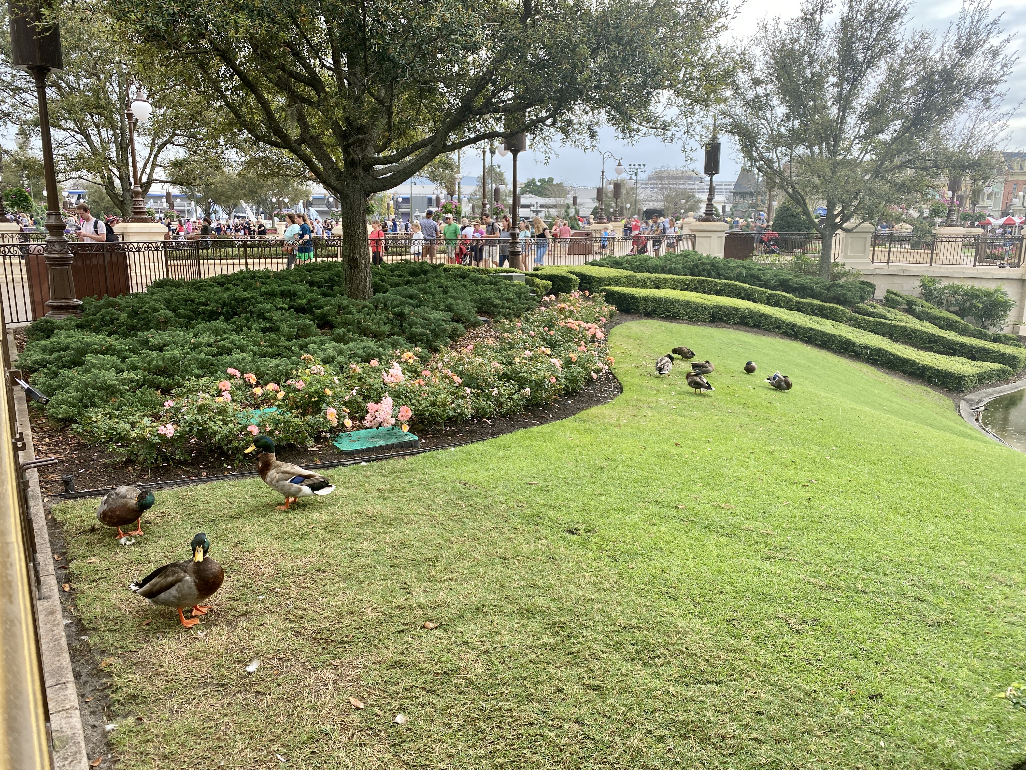 Magic kingdom ducks