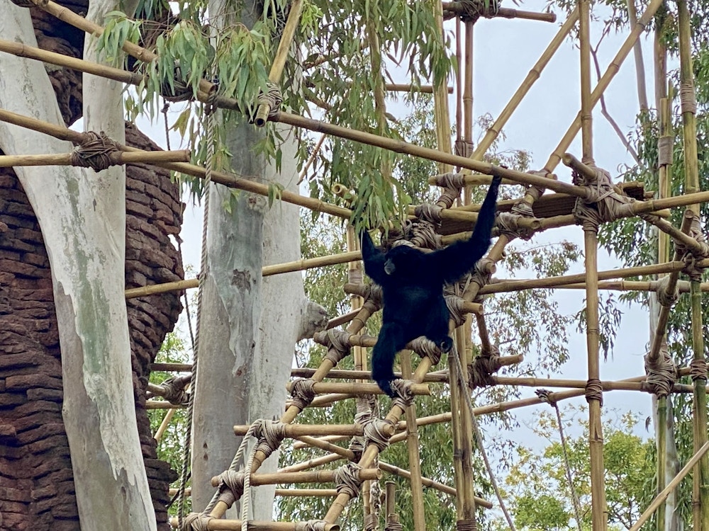 Animal kingdom monkey