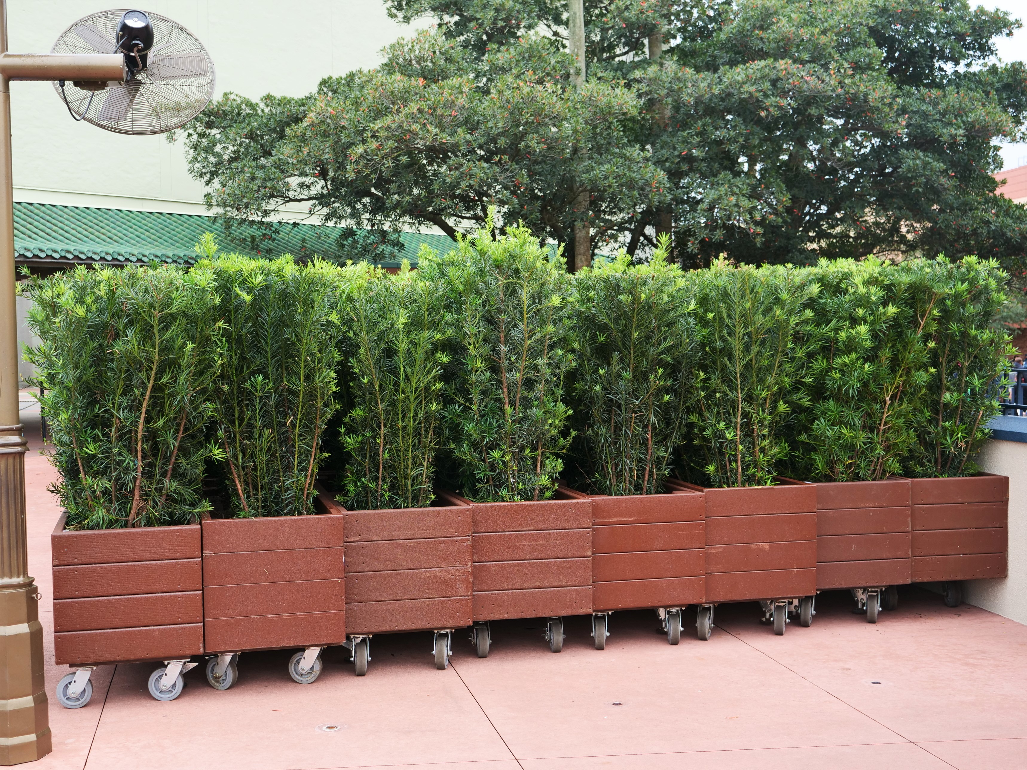 Rolling Planers Near Chinese Theater