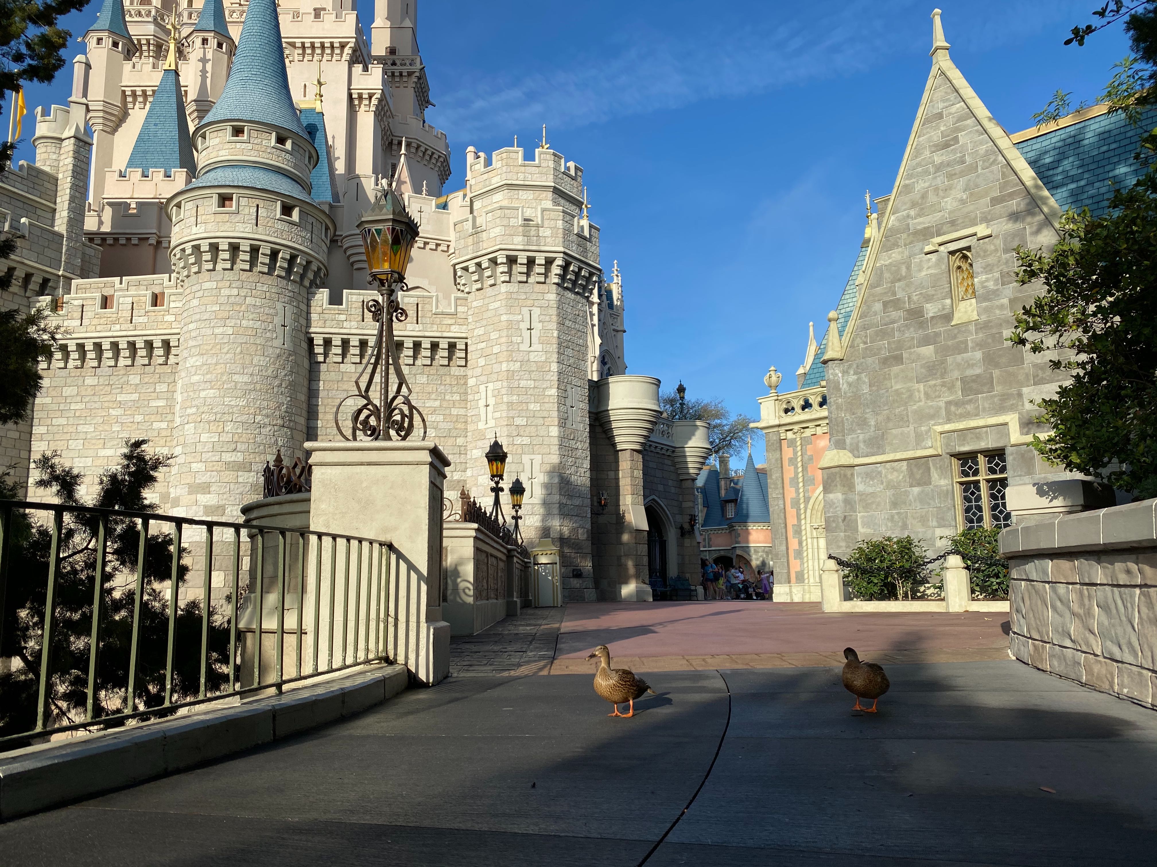 magic kingdom ducks