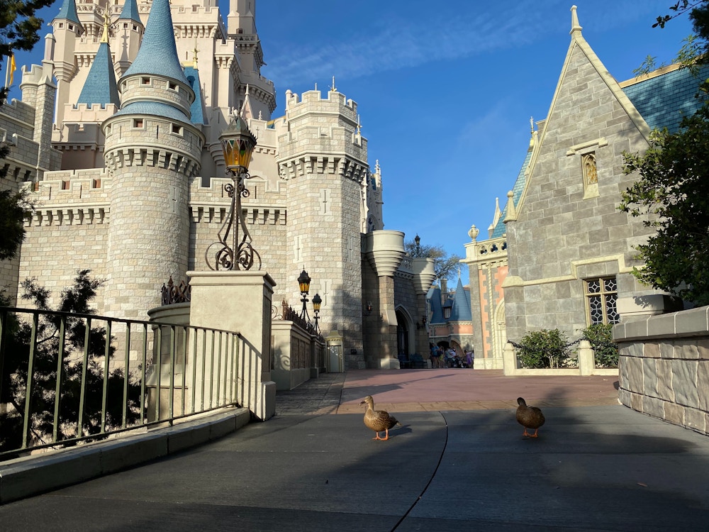 magic kingdom ducks