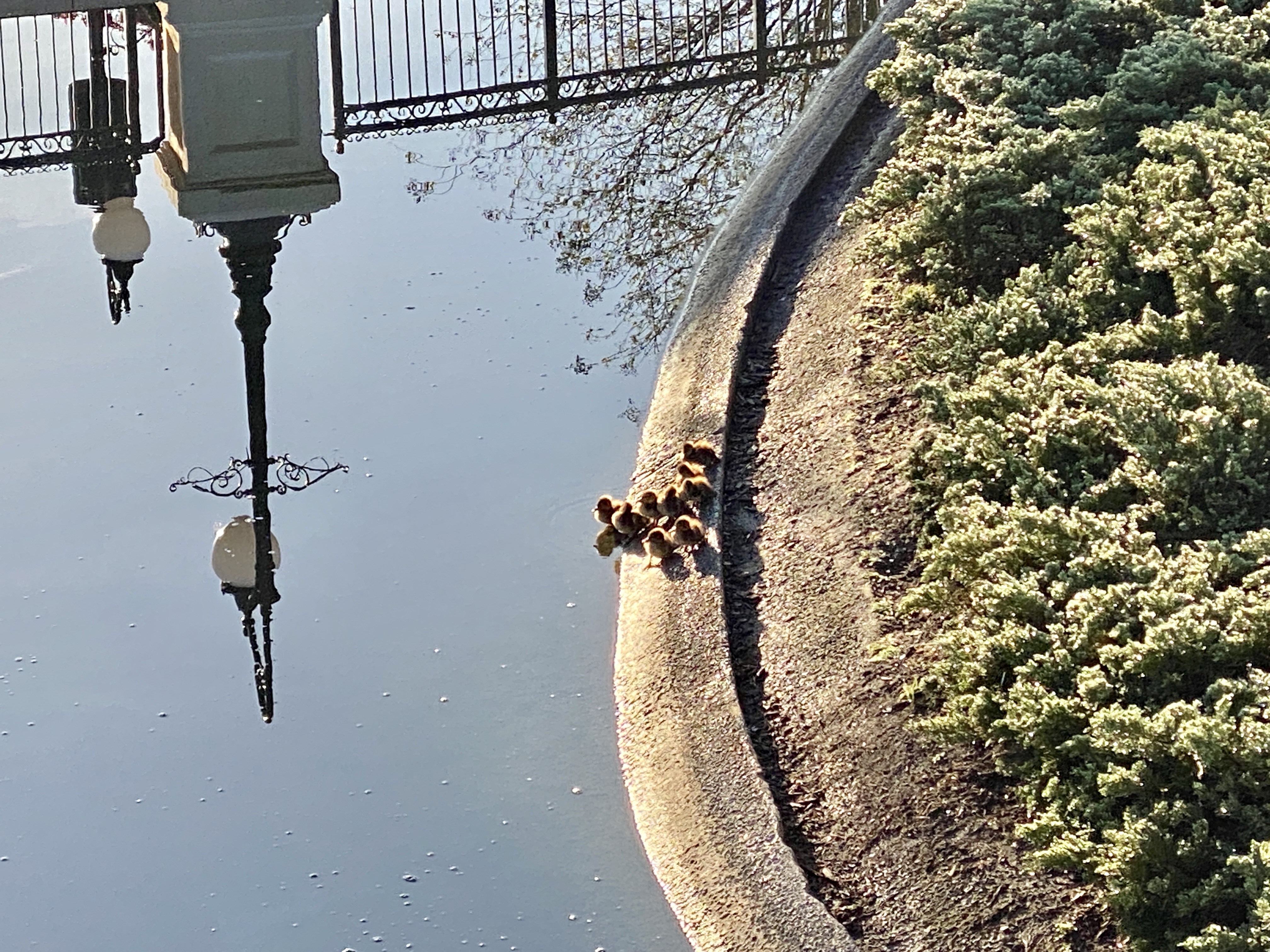 Magic kingdom ducklings
