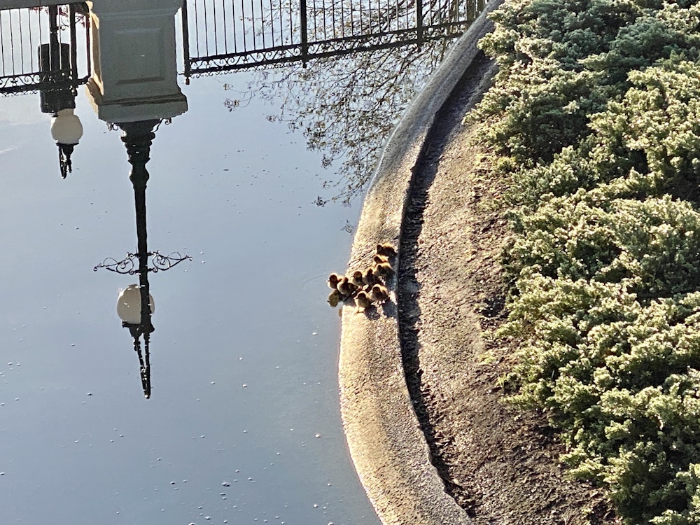 Magic kingdom ducklings