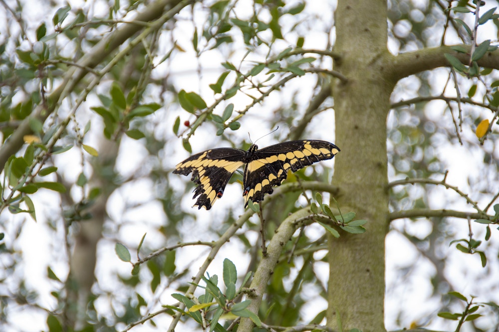 EPCOT Photo Report 3 9 20 butterfly.jpg?auto=compress%2Cformat&fit=scale&h=667&ixlib=php 1.2