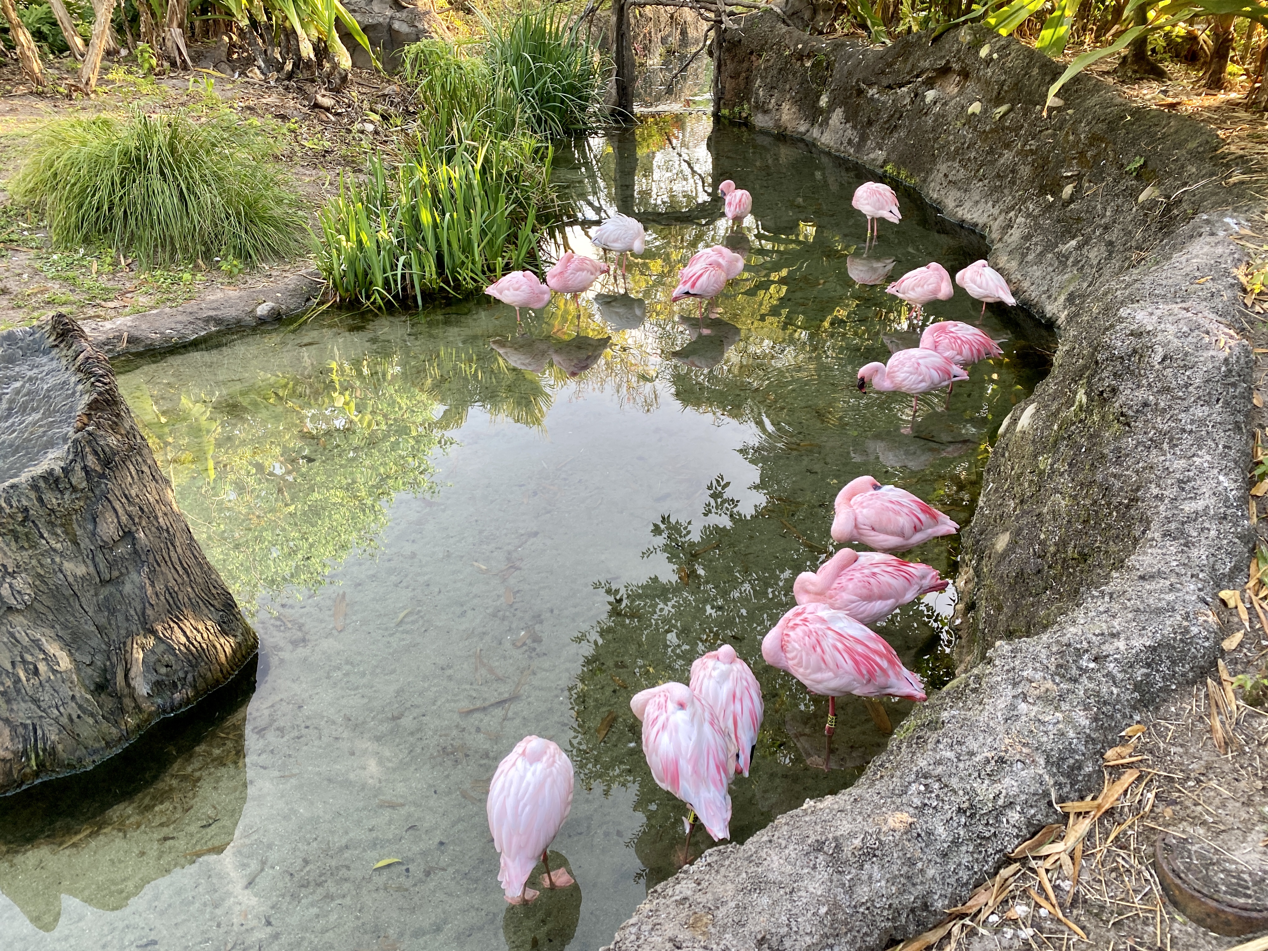 Flamingos
