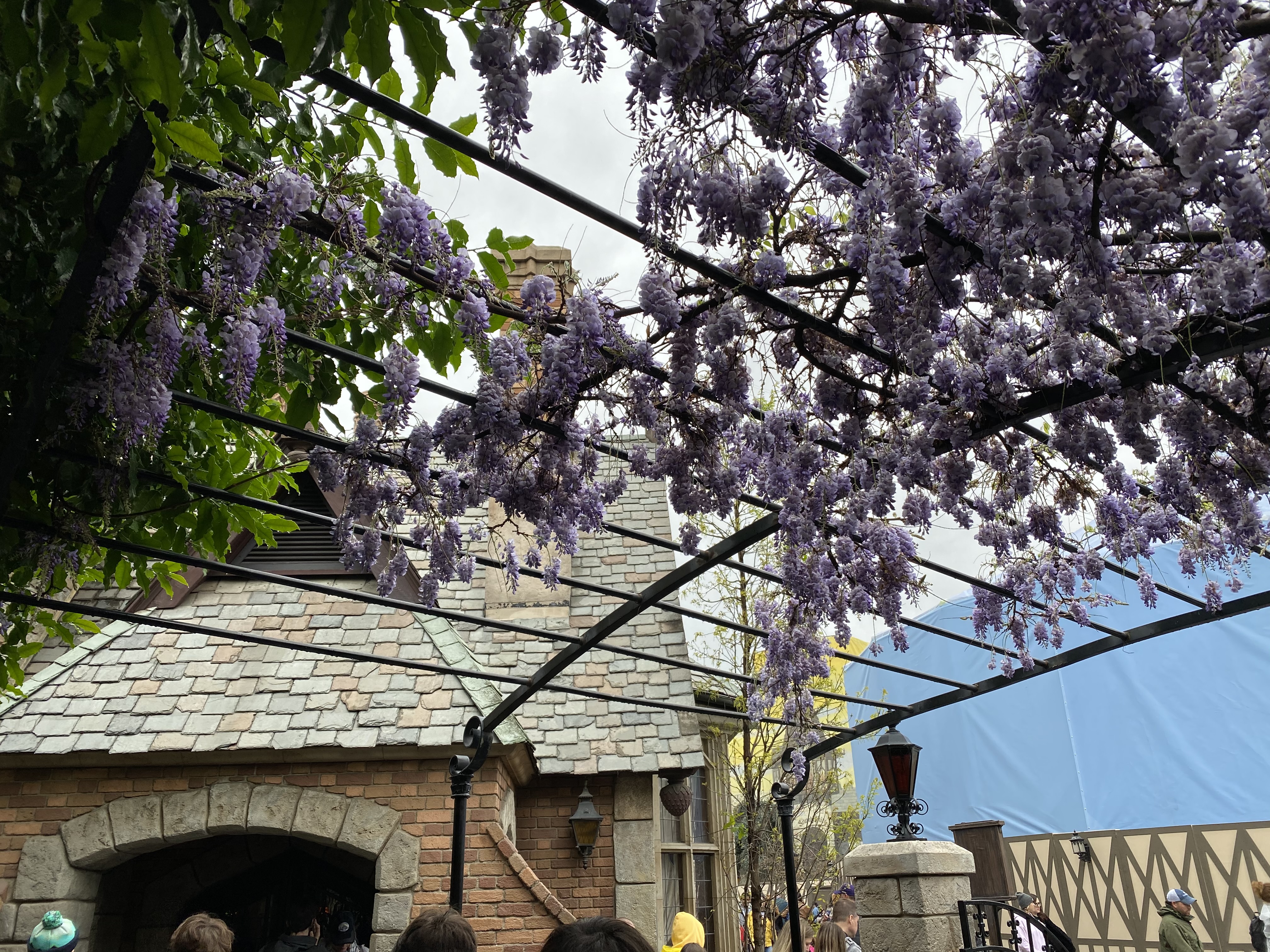 Toad Hall flowers
