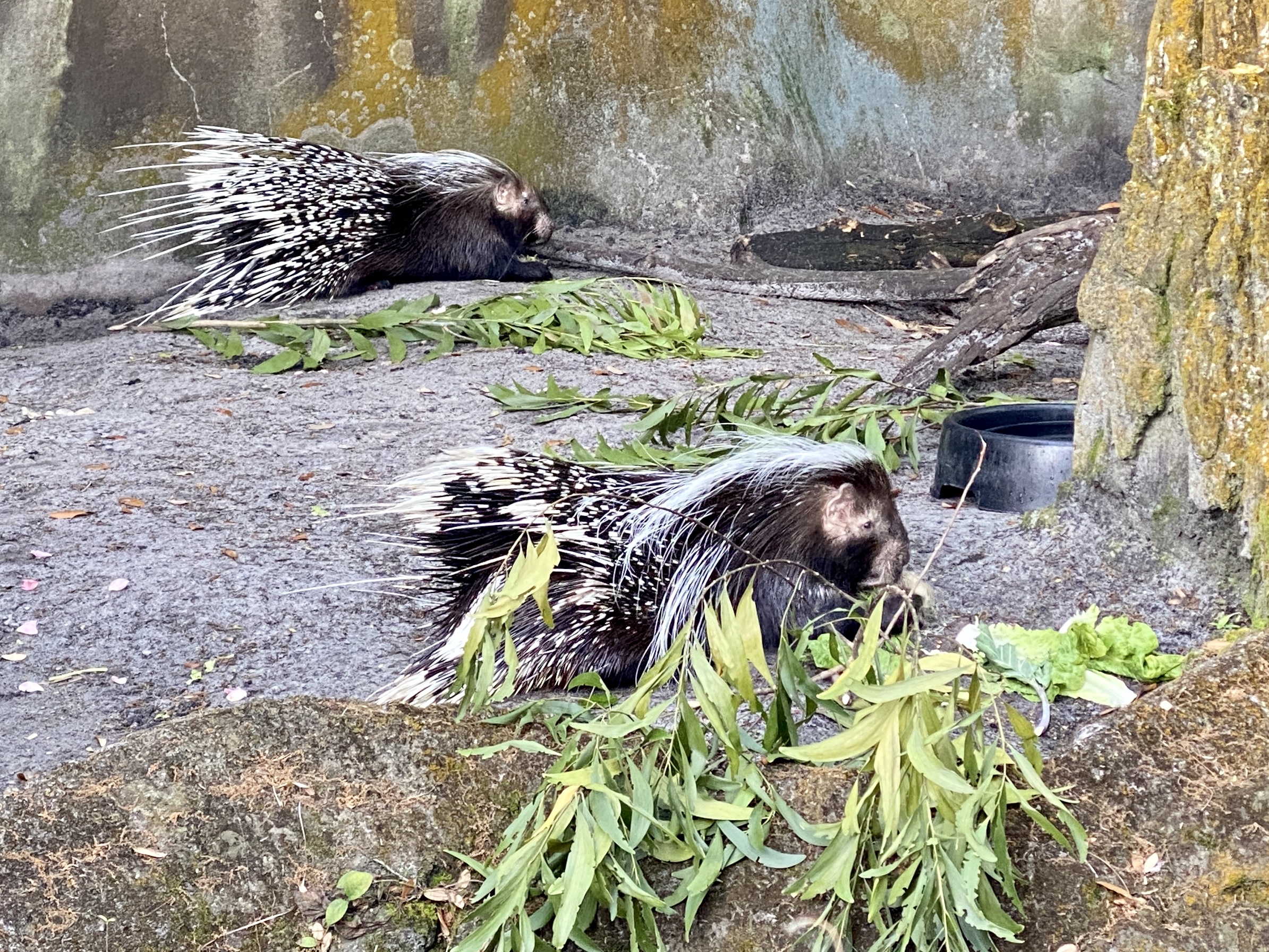Porcupines 