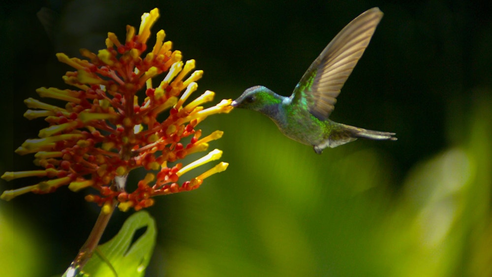 disneynature wings of life 2011.jpg?auto=compress%2Cformat&fit=scale&h=563&ixlib=php 1.2