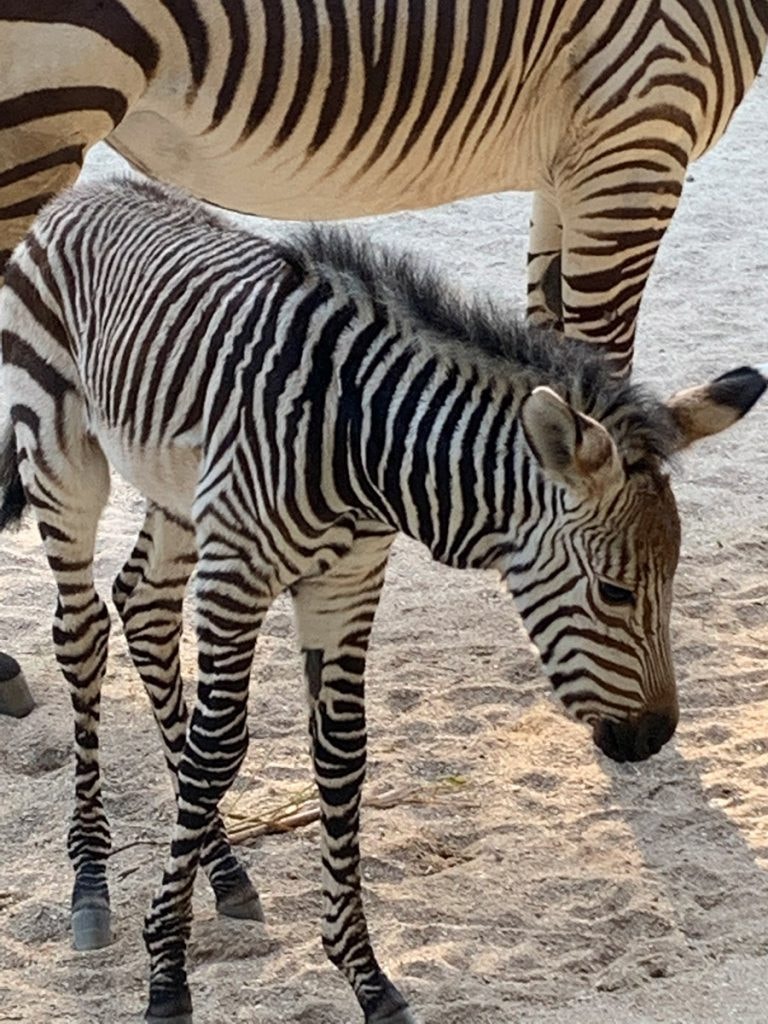 PHOTOS, VIDEO: Adorable Baby Zebra Born at Disney's Animal Kingdom - WDW  News Today