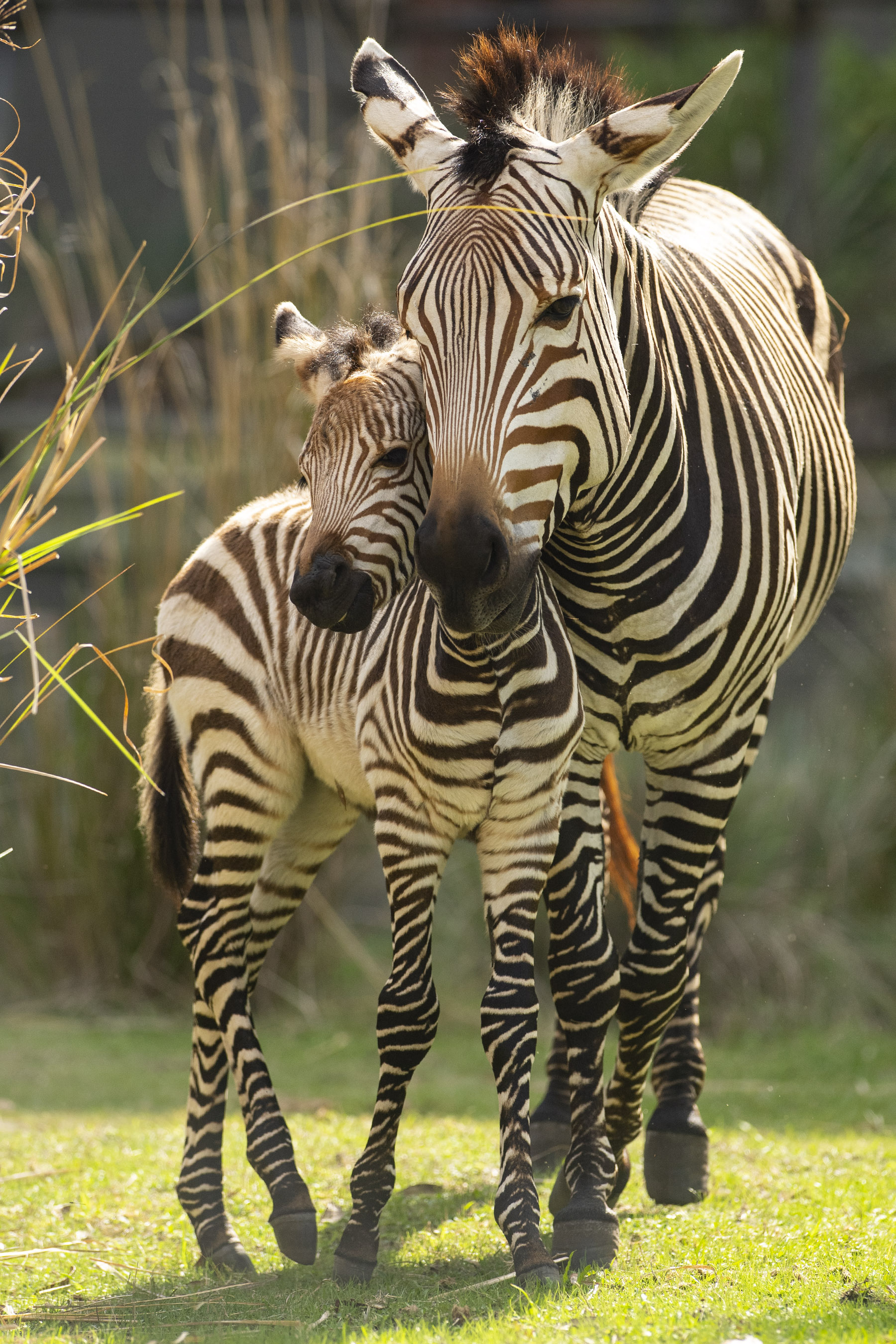 PHOTOS: Adorable Baby Sitatunga Antelope And Hartmann’s Mountain Zebra ...