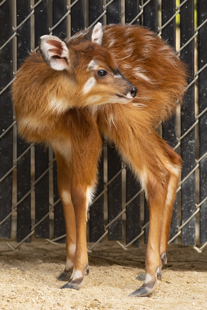 sitatunga antelope calf disneys animal kingdom lodge 1.jpg?auto=compress%2Cformat&fit=scale&h=1000&ixlib=php 1.2