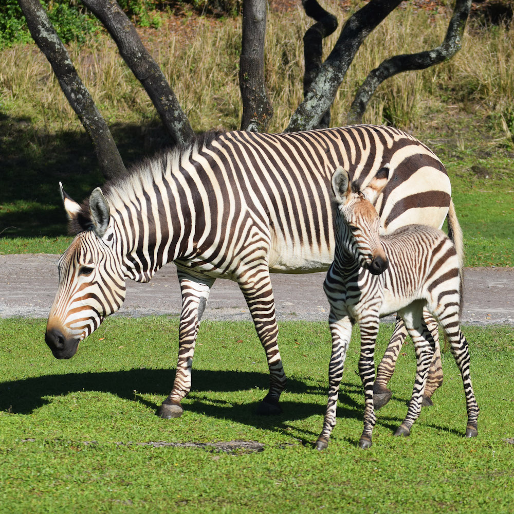 PHOTOS, VIDEO: Baby Hartmann's Mountain Zebra Named Asha Arrives at the