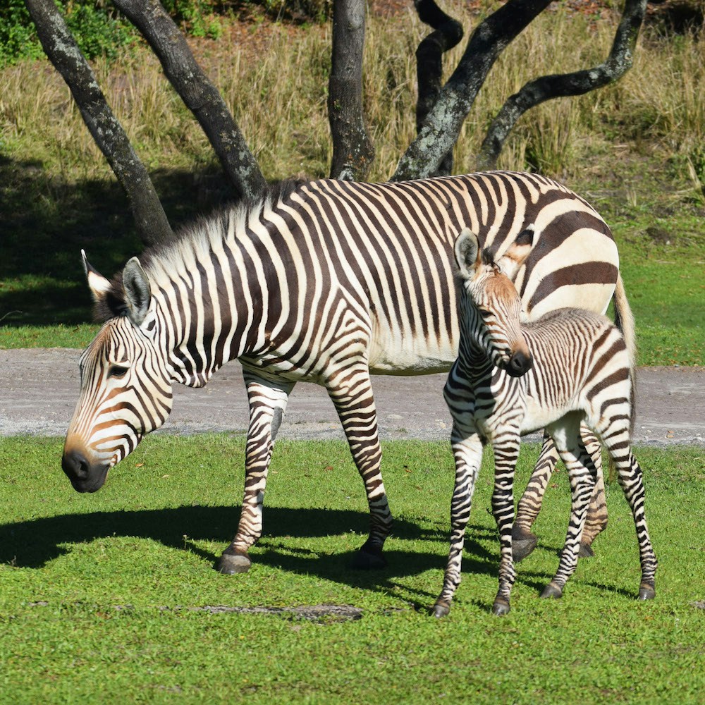 hartmanns zebra asha kilimanjaro safaris disneys animal kingdom 2.jpg?auto=compress%2Cformat&fit=scale&h=1000&ixlib=php 1.2