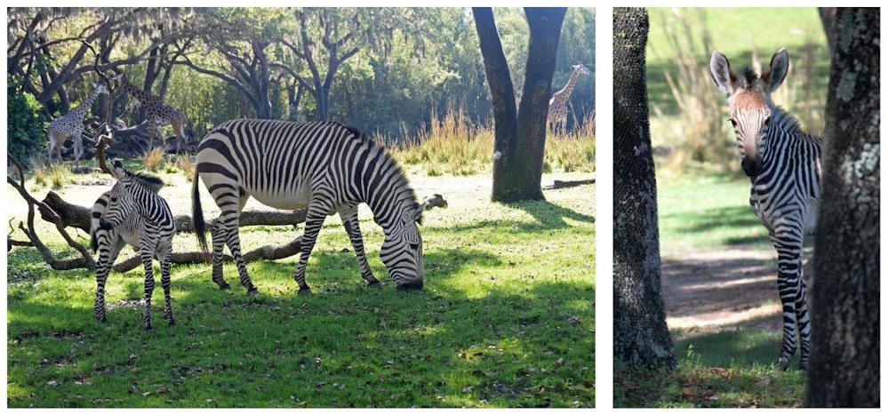 hartmanns zebra asha kilimanjaro safaris disneys animal kingdom 3.jpg?auto=compress%2Cformat&fit=scale&h=466&ixlib=php 1.2
