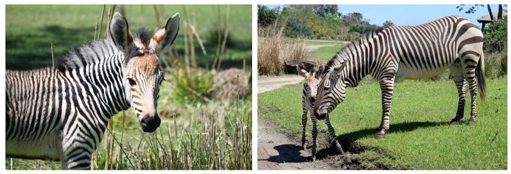 hartmanns zebra asha kilimanjaro safaris disneys animal kingdom 4.jpg?auto=compress%2Cformat&fit=scale&h=342&ixlib=php 1.2
